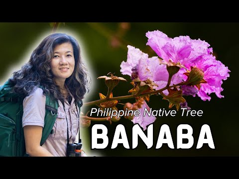 #PhilippineNativeTrees: Banaba (Lagerstroemia speciosa)