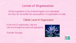 Levels of organization(Animal Kingdom)  | Diversity in Living World