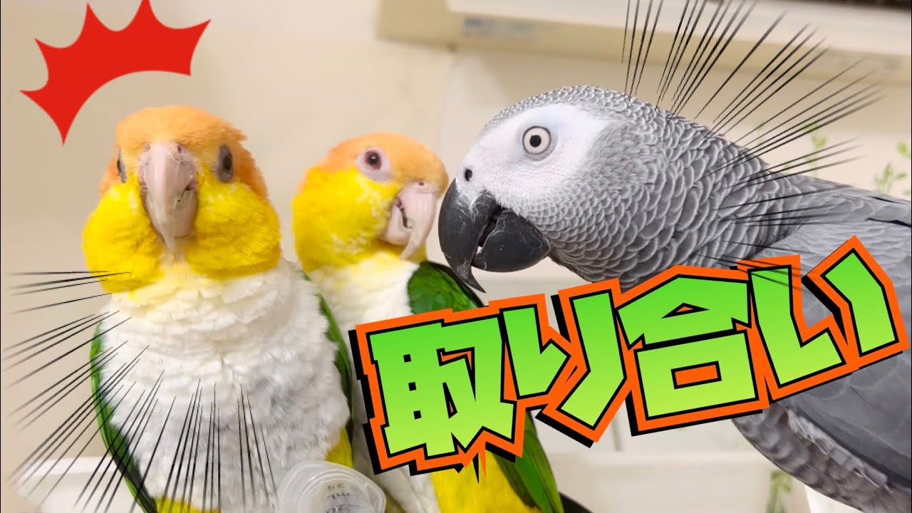 喧嘩するほど仲がいいシロハラインコのカップルw