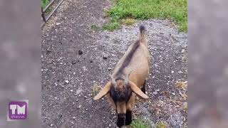 самое смешное видео про животных 2