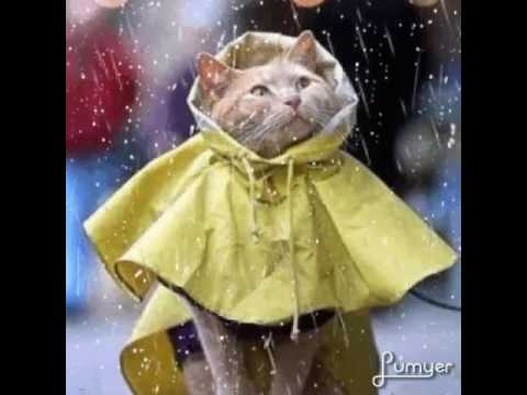 download lagu mp3 mp4 Buona Giornata Piovosa, download lagu Buona Giornata Piovosa gratis, unduh video klip Buona Giornata Piovosa