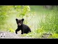 Baby Black Bear Cubs Playing Compilation