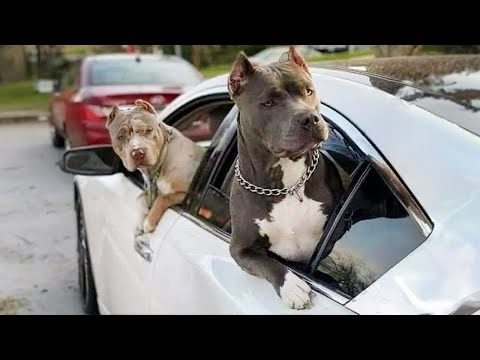 Des problèmes, mec ? Vidéos drôles avec des chiens pitbull