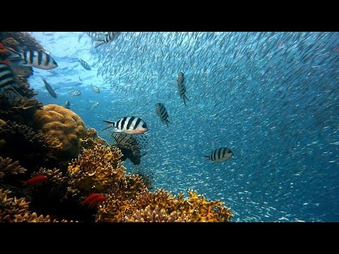 2 HRS of Turtle Paradise   Undersea Nature Relaxation Film + Meditation Music