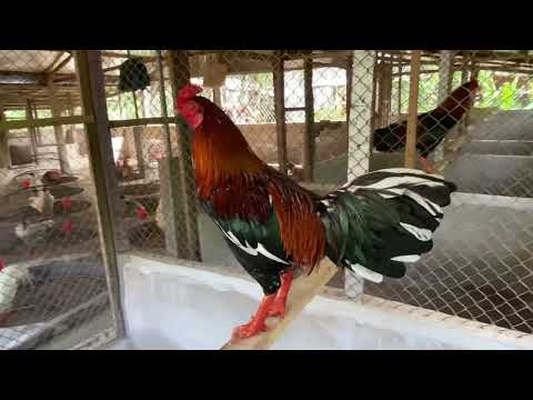 Que bông 3kg1 vip ae hợp ☎️ 0983717428☎️ ( Đã chia )