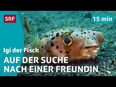 Looking for a porcupine fish friend | Igi the Fish (1/5) | Children's videos | SRF Kids