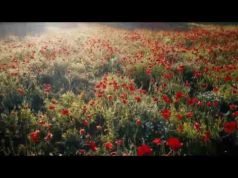 1HOUR POPPIES FIELD FLOWER VIDEO RELAXING MUSIC  MIND CALM MEDITATION