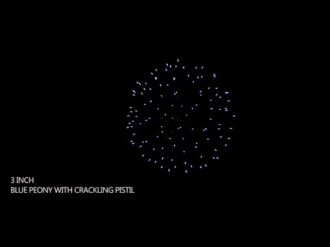 3" blue peony with crackling pistil