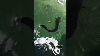 Download lagu Feeding eels in New Zealand mp3