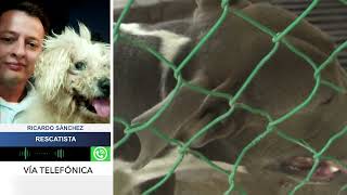 Download lagu #Animales #MNCOL 🐕🐈Abuso sexual de animales de compañía existe y es lamentable: Rescatista mp3 Download lagu #Animales #MNCOL 🐕🐈Abuso sexual de animales de compañía existe y es lamentable: Rescatista mp3