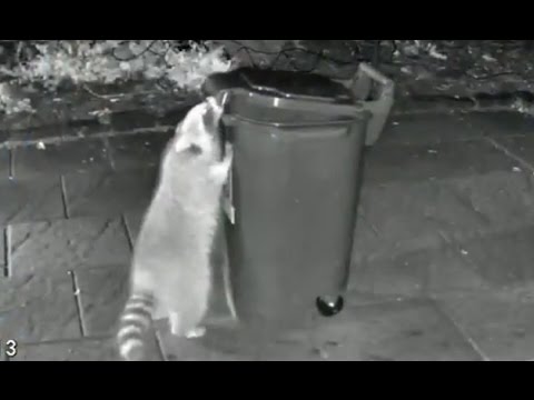 Toronto Mayor John Tory vs. 'Raccoon Nation'