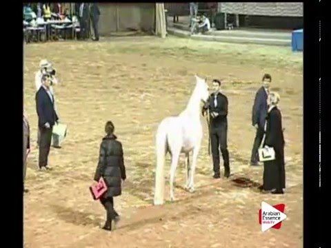 N.134 VA REGINE BINT ALIJA - Ajman 2016 - Mares 9 years old and above (Class 6)