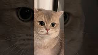 Download lagu The non-stop moewing machine mp3