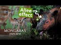 How the Allee Effect hurts endangered populations | Mongabay Explains
