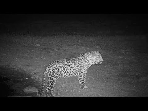 Djuma: Leopard-Tingana male getting drink at pan - 01:35 -  09/10/19