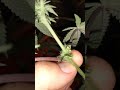 wanna see a hermie plant? cut down if you see this.