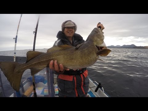 Fishing in Norway, Angeln in Norwegen, Dorsch, Köhler, Seelachs, Pollack