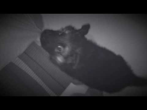 Chaplin version of the ferocious German Shepard dog