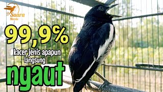 Download lagu SUARA BURUNG kacer gacor NGEPLONG TARUNG ini paling AMPUH buat PANCINGAN KACER agar EMOSI mp3 Download lagu SUARA BURUNG kacer gacor NGEPLONG TARUNG ini paling AMPUH buat PANCINGAN KACER agar EMOSI mp3