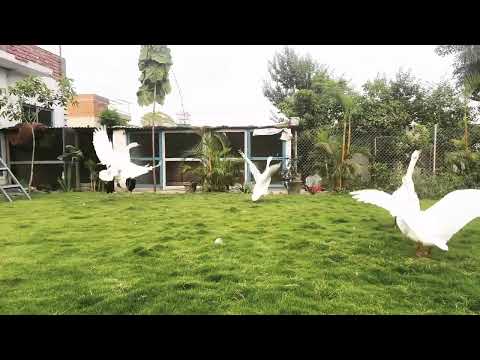 Sumiran's 9961414141