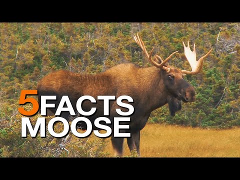 5 FACTS | on Moose  (True Facts)