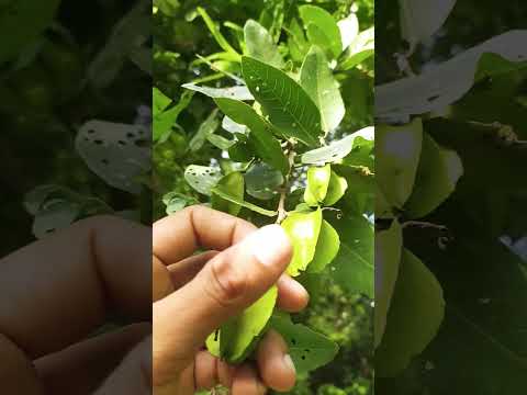 Arjun tree ka Fal | Sabse jada Oxygen dene wala Tree Arjun Tree hai #Arjuntree #nature #tree #viral