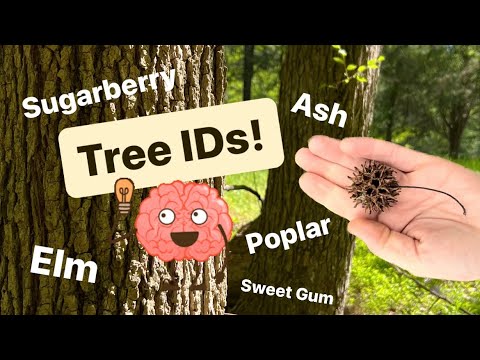 🧠 Identifying Trees ➡️ Elm, Ash, Poplar, Hackberry, & Sweet Gum - Morel 🍄 Associates! 👀 👏