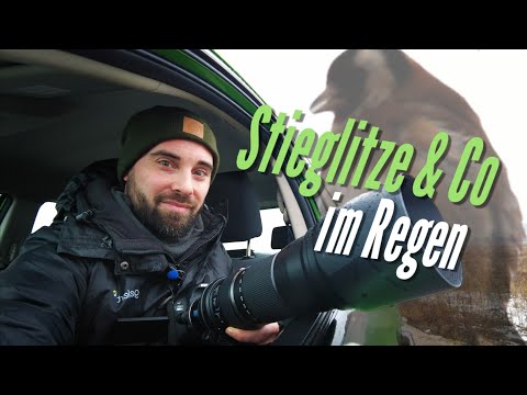 Stieglitze & Co im Regen