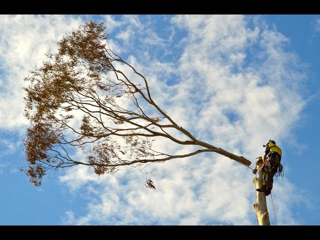 The Tree Doctor (Qld) Pty Ltd - Everton Hills, QLD
