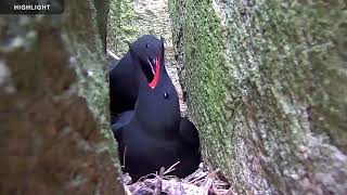 Audubon Guillemot Burrow Cam | Highlights 2022