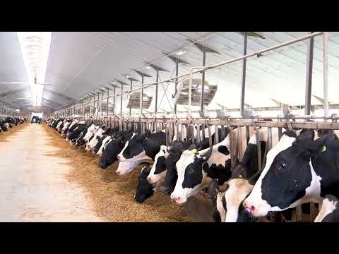 The average daily production went up 2 kg/head. That's a huge amount. - Roland Detko in Somogyszob