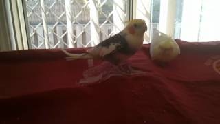 Cockatiel mating call
