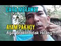 Rawatan Ayam Pakhoy Brak0T TiDak Hilang Jawab Komentar 3