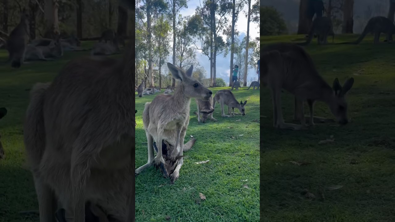 YouTube Short thumbnail