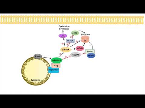 mTOR Signaling Pathway: mTOR Complexes, Regulation and Downstream effects