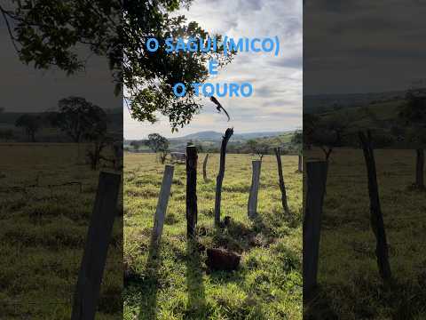 ￼ o Sagui (mico) e o touro município de Lagoa Formosa MG ￼