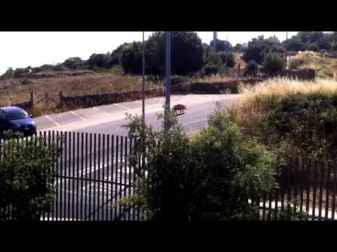 Traffico domenicale a Tonara!!