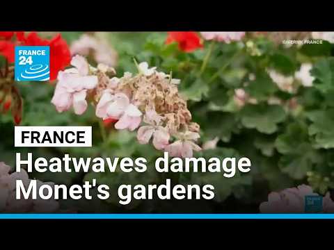 Heatwaves damage Monet's gardens in the North of France