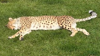Мурчание гепарда! Просьбы и уговоры зайти гепарда домой😁