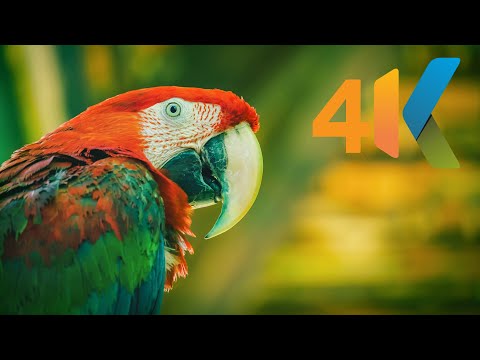 Colorful Macaw Parrots - in 4K