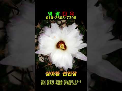 상아환 선인장 꽃피는모습 cactus blooming Flowers Time Lapse Shorts
