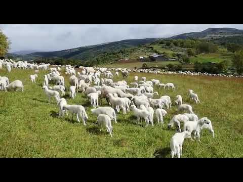 Vídeo: Añada do rabaño de Nieves Fernández Vidueira (2021)