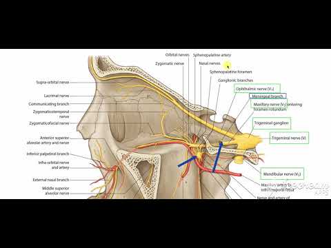 Maxillary nerve branches