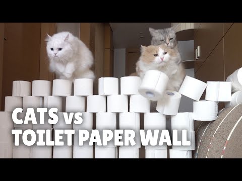 Cats vs Toilet Paper Wall | Kittisaurus