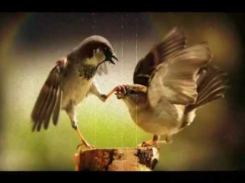 PAVOL HAMMEL - Vrabec Vševed.avi