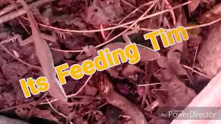 Natureboy: &quot;Its Feeding Time&quot; Feeding Green Anole Lizards