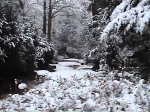 Parcul Dendrologic Simeria part 1