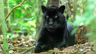 Panther Transformation