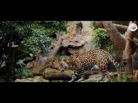 Colômbia e as onças-pintadas | The Weather Channel em espanhol