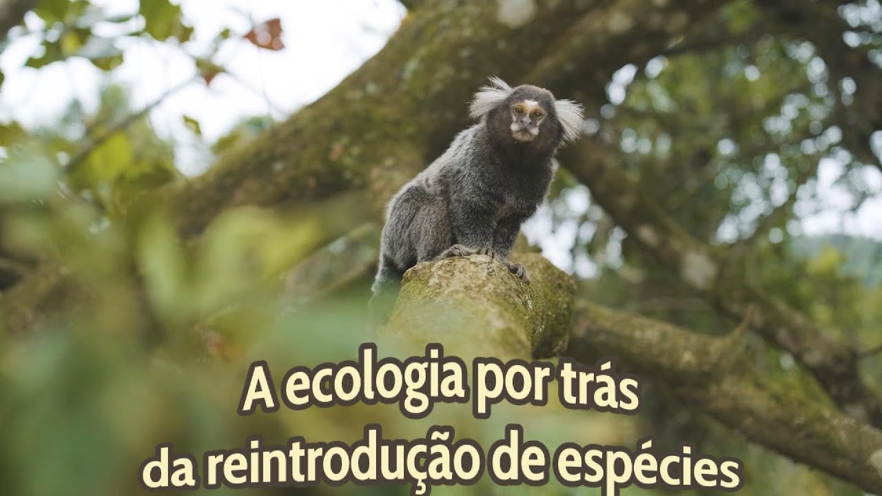 A ecologia por trás da reintrodução de espécies